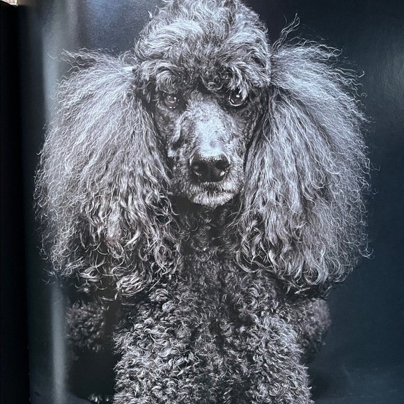 The Black Dogs Project by Fred Levy - Black Cover Edition - Picture 6 of 9